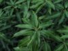 Attachment for Apa Saja Manfaat Daun Mangga untuk Kesehatan? Ini 8 Daftarnya…