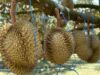 Attachment for Durian Tak Boleh Dimakan Bersamaan dengan Apa Saja? Ini Daftarnya