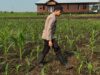 Polsek Babirik Polres HSU Monitoring Pertumbuhan Jagung Kuartal III di Desa Pinangkara