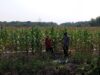 Polsek Banjang Pantau Perkembangan Lahan Swasembada Jagung di Desa Pulau Damar
