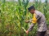 Polsek Banjang Pantau Perkembangan Lahan Jagung Swasembada Milik Warga di Pulau Damar