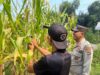 Monitoring Swasembada Jagung di Wilayah Hukum Polsek Amuntai Tengah