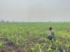 Polsek Banjang Pantau Lahan Swasembada Jagung 4 Hektar di Pulau Damar, Siap Panen Awal Oktober