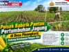 Polsek Babirik Pantau Pertumbuhan Jagung di Desa Pinangkara, Dukung Ketahanan Pangan HSU