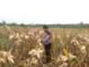 Dukung Swasembada Pangan, Primkoppol Polres HSU Panen Jagung di Desa Pulau Damar
