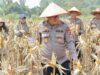 Kapolres HSU Pimpin Langsung Panen Raya Jagung di Sungai Pandan, Hasil Memuaskan
