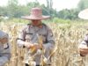 Panen Raya Jagung Kuartal III di Sungai Pandan, Kapolres HSU Tekankan Pentingnya Ketahanan Pangan