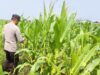 Polsek Babirik Pantau Pertumbuhan Jagung 3 Hektare di Desa Pinangkara, Panen Diperkirakan November