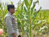 Polsek Babirik Pantau Pertumbuhan Jagung 3 Hektare di Desa Pinangkara, Panen Diperkirakan November