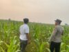 Polsek Amuntai Tengah Pantau Lahan Jagung, Catat Kendala Kekeringan Akibat Kemarau Panjang