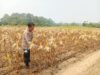 Anggota Polsek Sungai Pandan Pantau Perkembangan Lahan Swasembada Jagung di Tambalang Kecil