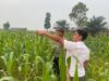 Polsek Amuntai Tengah Pantau Lahan Jagung, Catat Kendala Kemarau Panjang