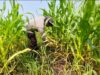 Polsek Babirik Pantau Lahan Jagung 3 Hektare di Desa Pinangkara, Siap Panen November