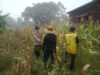 Polsek Amuntai Tengah Pantau Lahan Jagung, Antisipasi Dampak Kemarau Panjang