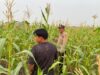 Polsek Amuntai Tengah Pantau Perkembangan Lahan Jagung, Antisipasi Dampak Kemarau Panjang