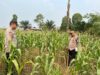Pantau Kekeringan Lahan, Polsek Amuntai Tengah Lakukan Monitoring Perkembangan Tanaman Jagung