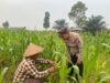 Polsek Amuntai Tengah Pantau Perkembangan Lahan Jagung, Catat Kendala Kekeringan Akibat Kemarau Panjang