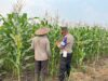 Pantau Kekeringan Lahan Jagung, Polsek Amuntai Tengah Pastikan Perkembangan Tanaman di Ponpes Darussalam