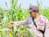 Polsek Babirik Pantau Pertumbuhan Jagung di Desa Pinangkara