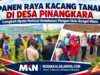 Panen Raya Kacang Tanah di Desa Pinangkara, Langkah Nyata Perkuat Ketahanan Pangan Hulu Sungai Utara