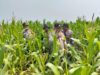 Polsek Babirik Pantau Pertumbuhan Tanaman Jagung di Desa Pinangkara