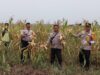 Polsek Amuntai Selatan Pantau Panen Jagung Mandiri Kuartal III di Pinangkara