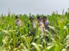 Polsek Babirik Lakukan Pemantauan Pertumbuhan Tanaman Jagung di Desa Pinangkara